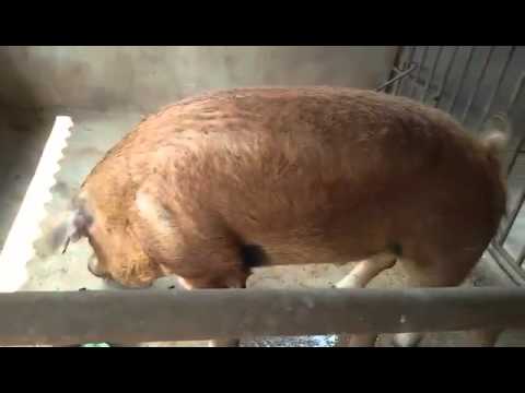 lumbini livestock pig farm rupandehi nepal