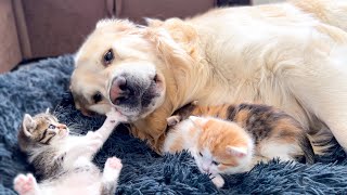 Poor Golden Retriever Was Attacked by Tiny Kittens in a Dog Bed