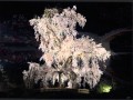 私を愛した落椿 0001