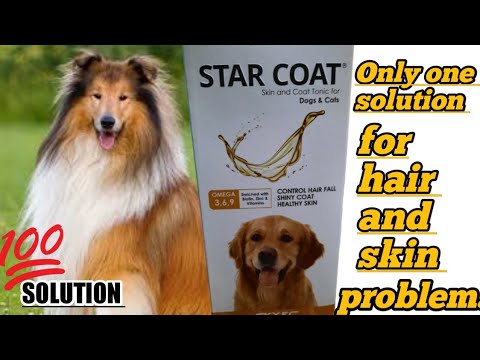 Review of Star Coat Syrup for Dog Hair and Skin Problems || Hindi reviews  || perfect dogs vlog - YouTube