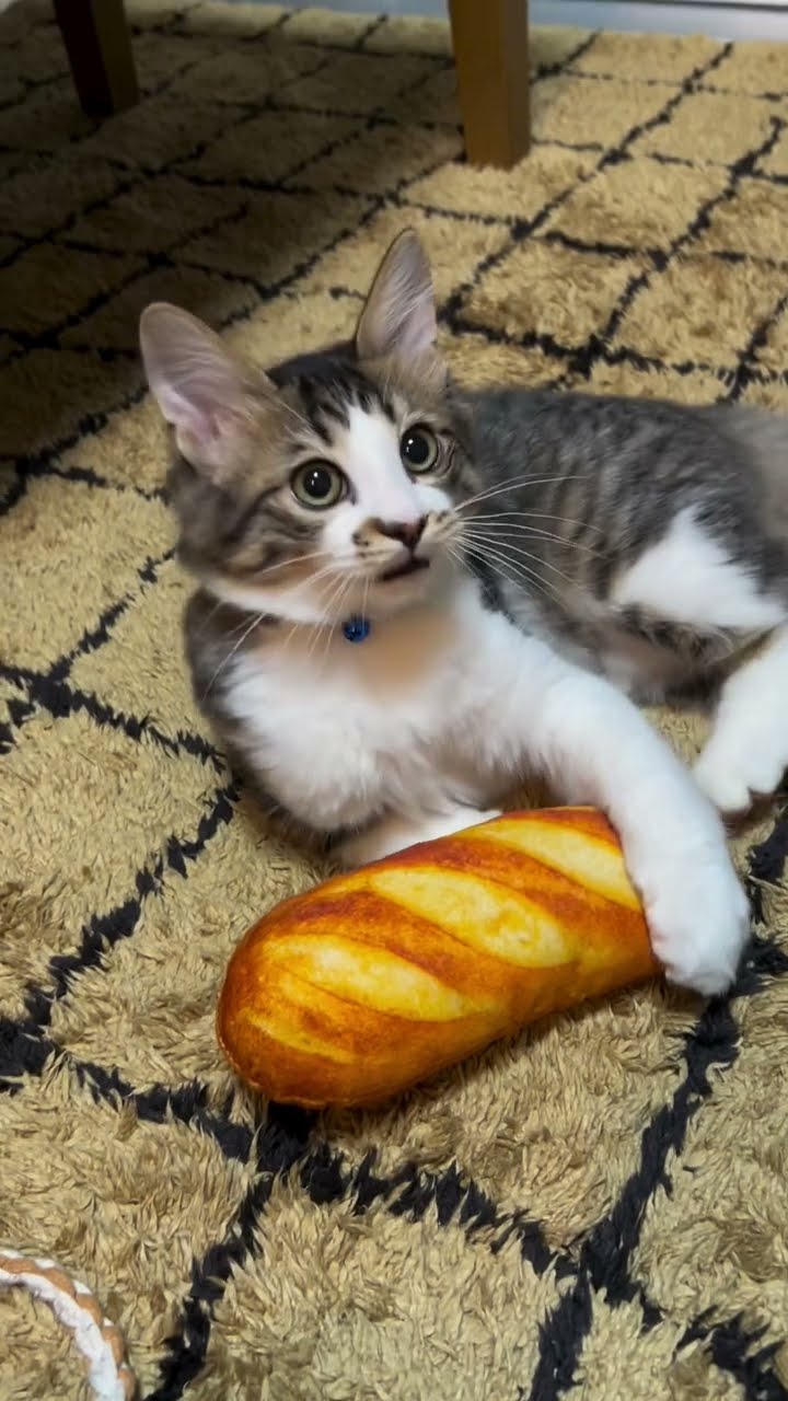 C magnifique chaton orange