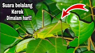 Download lagu Suara Belalang Kecek / Walang Kerik Jernih Masteran Burung🦜 Mp3 Video Mp4