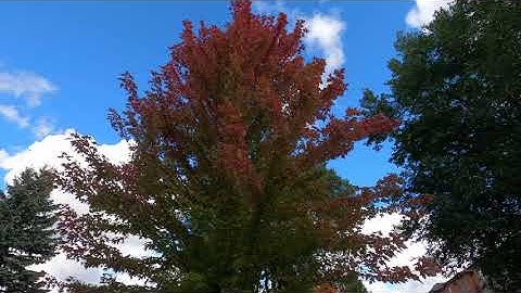 Gopro Hero 8 stutters again on firmware V2.01