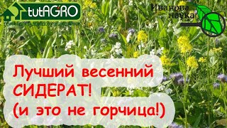 ОЖИВИТЕ ПОЧВУ ЭТИМ ВЕСЕННИМ СИДЕРАТОМ. ЛУЧШЕ ЕГО ВЕСНОЙ ТОЛЬКО ЕГО СМЕСЬ С ГРЕЧИХОЙ!