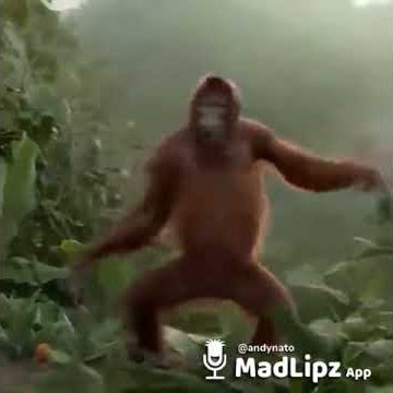 Lagu besok libur edisi monyet