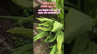 Download Lagu Javik haldi/jimi jimi jimi aaja aaja aaja/#song MP3 Download Lagu Javik haldi/jimi jimi jimi aaja aaja aaja/#song MP3