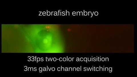Zebrafish Embryo Heart Beat | Two-Color Fast Fluorescence Imaging