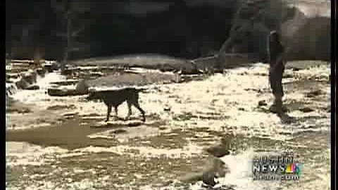 E. coli low since off-leash dogs banned