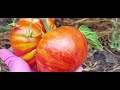 Обзор коллекционных томатов,выращенные из моей рассады.Тепличные томаты в открытом грунте.Самара2021