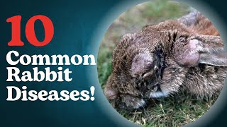 Common Rabbit Diseases Prevention Diagnosis And Treatment 2024