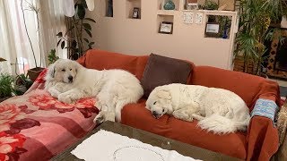 ソファーを占領するルンルンとアラン Great Pyrenees グレートピレニーズ