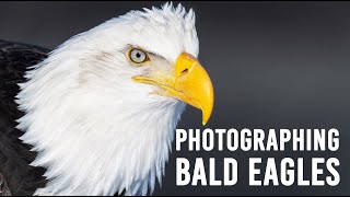 Photographing Bald Eagles