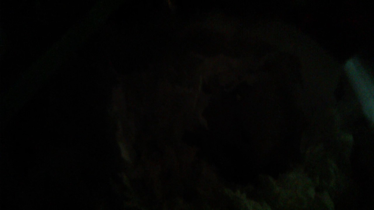 ncsoft Hookie the Hamster