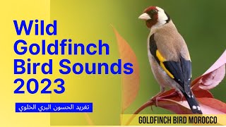 إستمتع بتغريد الحسون البري الخلوي 2023 Wild Goldfinch Bird Sounds