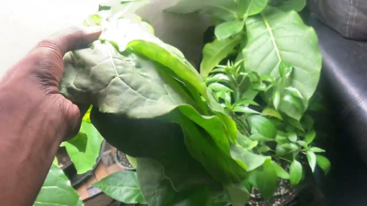 Growing Tobacco Indoor - Seed to Harvest