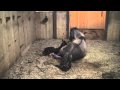 Icelandic Foal birth VON part II