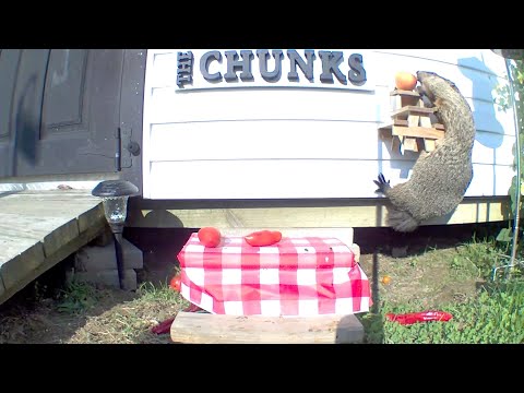 Video: Groundhog эпикалык кар борошосун четке кагып, эрте жазды алдын ала божомолдойт