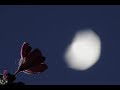Kozo Murashita yume no ato 村下孝蔵  夢の跡