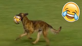 Los Momentos más Graciosos de Animales en un Campo de Fútbol