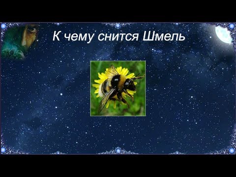 К чему снится Шмель (Сонник)