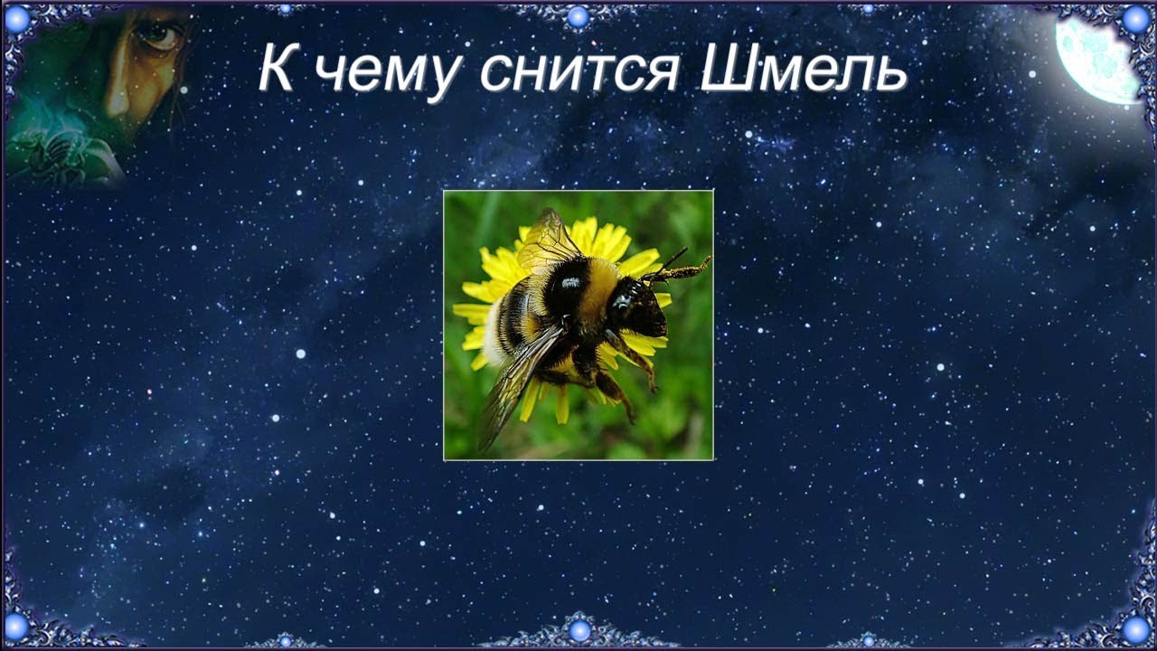 К чему снится Шмель (Сонник)