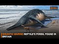 Gigantic marine reptiles fossil found in britain  dd india news hour