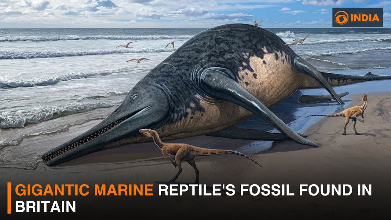Gigantic Marine Reptile s Fossil Found In Britain DD India News Hour gigantic-marine-reptile-s-fossil-found-in-britain-dd-india-news-hour
