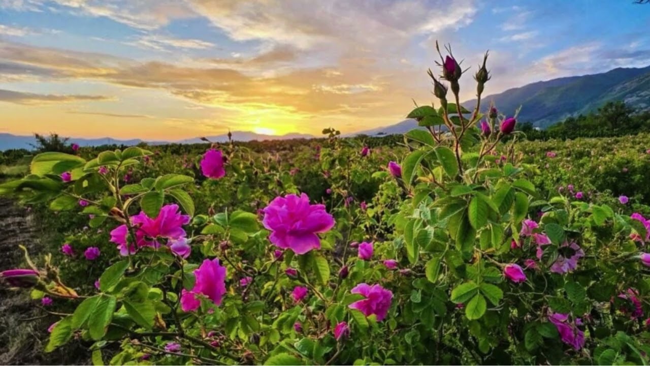 .....Se le rose rosa sbocciassero nella valle...