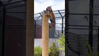 Un Tigre Trepando Por Comida Impresionante