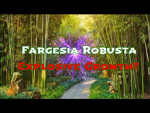 Fargesia robusta explosive growth!