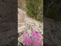 ЕЛОМОВСКИЙ КЛЮЧ.