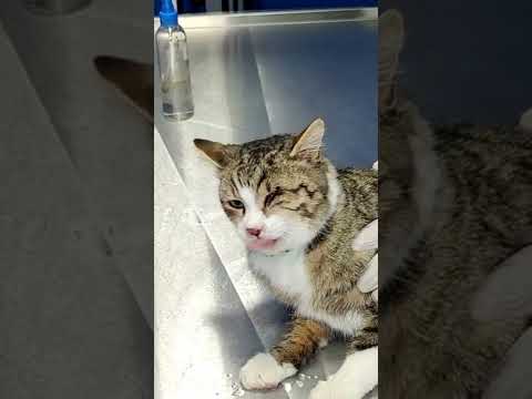 Video: Kedi ve Kedilerde Üst Solunum Enfeksiyonları