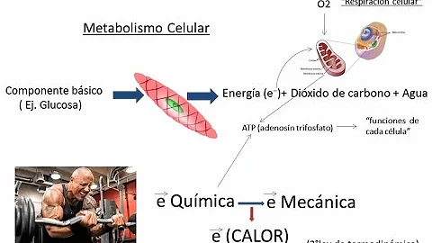 ¿Qué parte del cuerpo pierde más calor?