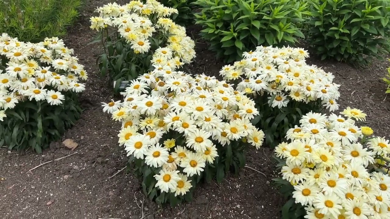 Amazing Daisies® 'Banana Cream II' - Shasta Daisy - Leucanthemum superbum