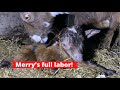 Merry’s full labor! Miniature goat birth | kidding season 2021