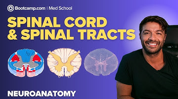 Spinal Cord & Spinal Tracts Overview | Neuro Pathways Explained Step by Step