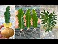 How to propagate Split Leaf Philodendron with leaves