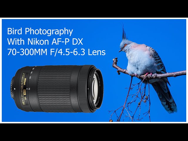 Bird Photography with Nikon AF-P DX 70-300mm F4.5-6.3G ED VR