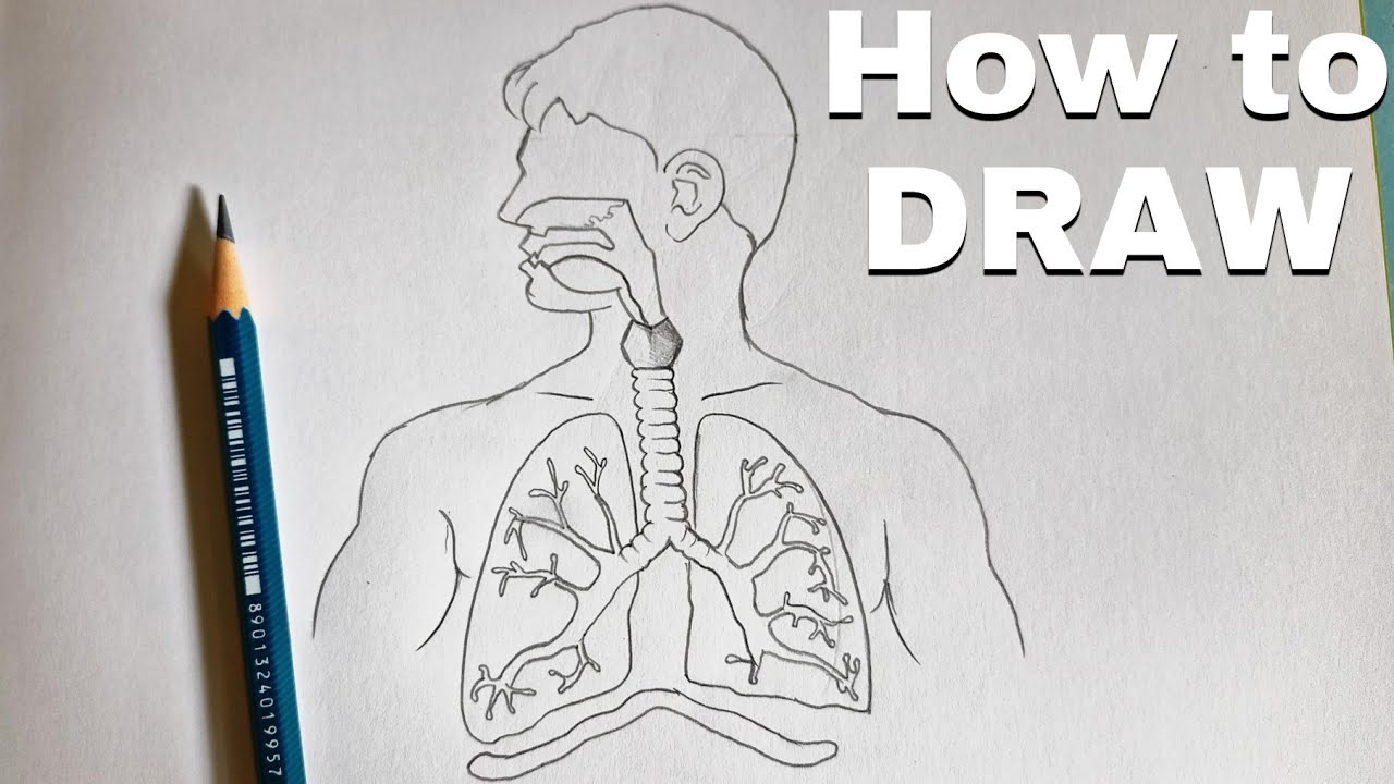 Human Respiratory System - Diagram - How It Works | Live Science