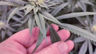 Raw Genetics And Tiki Garden Week 5 Of Flower!