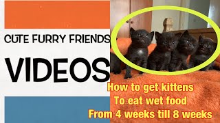 How to introduce kittens to wet food (from 4 weeks old to 8 weeks) by CUTE FURRY FRIENDS VIDEOS 113 views 4 years ago 5 minutes, 40 seconds