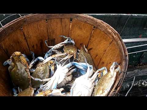 Trotline Crabbing with the family. #crabbing #crab #crabs #crabtok