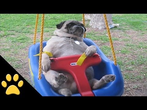 pugs-are-awesome:-compilation