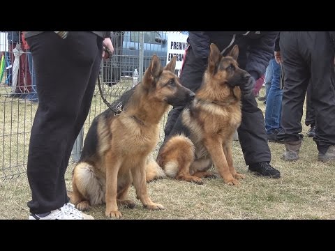 Ciobanesc German Expozitie De Club Examen De Selectie Cluj