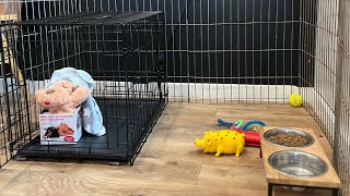 How to set up for your new puppy! (Longer, detailed version)