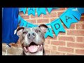1 year in 3 minutes - bluestaffy pup growing up