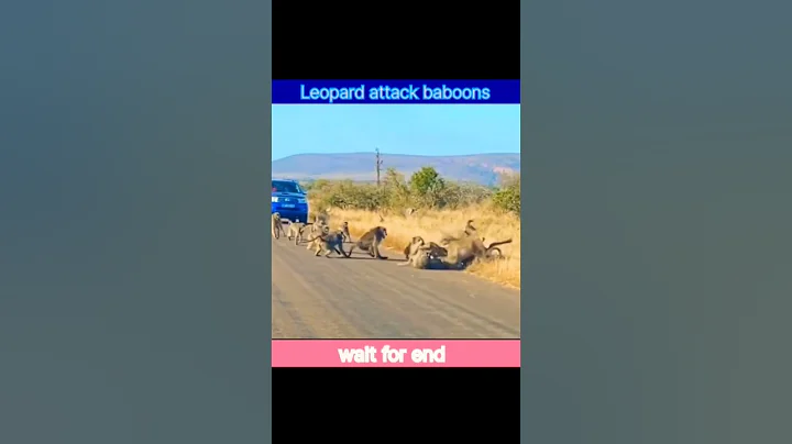 Leopard Has all Out Brawl With 50 Baboons #trending #shorts #animals #leopard #baboon #wildlife