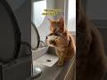 Morning routine of a gentleman cat 😂