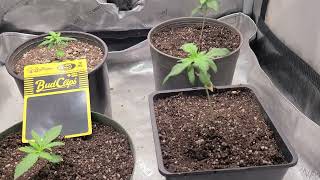 Growing Cannabis Your Way