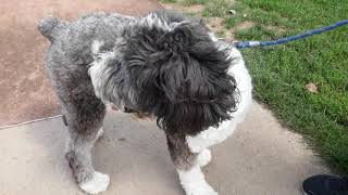 SHEEPDOG Norman LOVES WALKING in the Park by Shema Israel 119 views 4 years ago 1 minute, 13 seconds